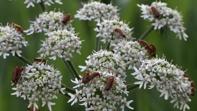 K&auml;fer bei der massenhaften Paarung