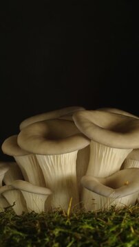 Time-lapse of a cluster of white mushrooms sprouting rapidly in a dark environment.