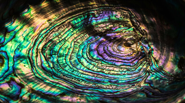 Macro Texture of Iridescent Abalone Shell Interior