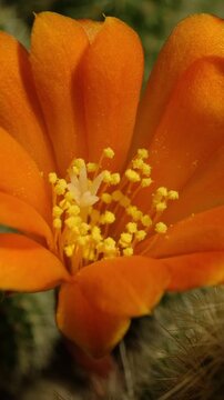 Macro time-lapse of colorful cactus blossom, showing delicate petal movement.