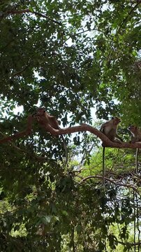 A wild toque macaque family grooms, bonds, and plays together in the trees near an ancient Sri Lankan temple, with a mother carrying her baby, showing natural primate behavior in a tropical forest hab
