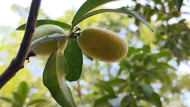 Fresh ripe Nagami Kumquat fruit hanging on tree branch with green leaves. Oval orange citrus fruit in the garden. Tropical agriculture and healthy food concept