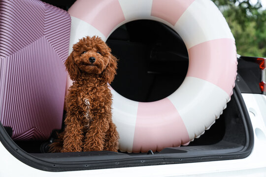 Cute brown poodle dog sitting in car trunk with pink luggage and inflatable ring for summer travel, a pink hardshell suitcase and a pink and white striped inflatable ring are packed alongside