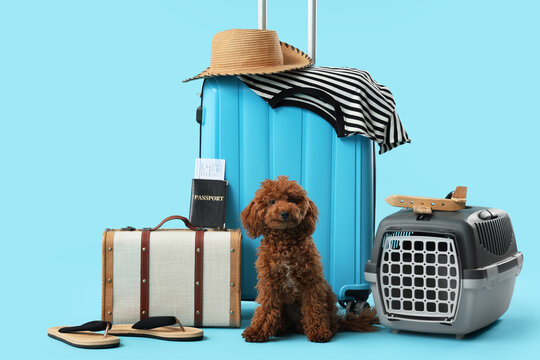 Cute poodle dog ready for travel with luggage, pet carrier, passport, and summer accessories on a blue background