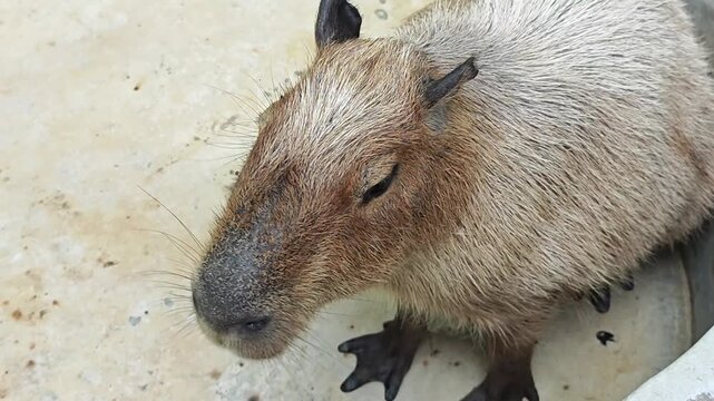 Cute capybara is walking around.