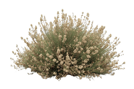 White flowering desert shrub, a sagebrush plant or broom snakeweed, with green foliage on transparent background