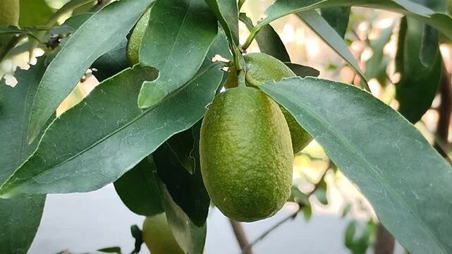 Fresh ripe Nagami Kumquat fruit hanging on tree branch with green leaves. Oval orange citrus fruit in the garden. Tropical agriculture and healthy food concept