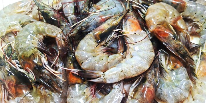 fresh shrimp seafood close up background.