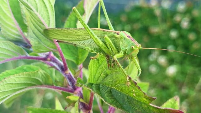 Close-up body details of a large green male Grasshopper aka Omocestus viridulus resting on green vegetation in sunny natural outdoor environment.