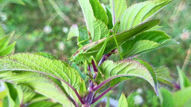 Close-up view of a large green Grasshopper aka Omocestus viridulus blending seamlessly into leafy vegetation through natural camouflage.