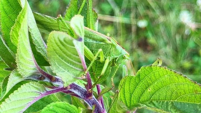 Close-up view of a large green male Grasshopper aka Omocestus viridulus hiding himself between bright leaves in natural outdoor environment.