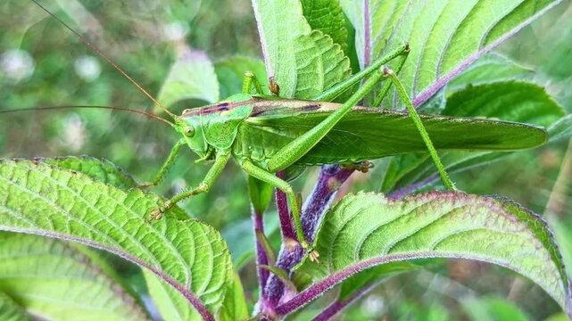 Close-up view of a large green male Grasshopper aka Omocestus viridulus clings to bright leaves in garden environment.