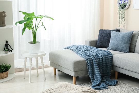 Modern living room interior with a comfortable gray sofa, blue throw blanket, decorative pillows, and a potted plant