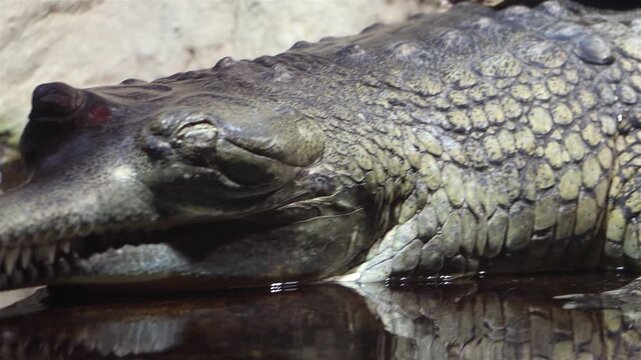 The Indian roofed turtle - Pangshura tecta, resting on The gharial (Gavialis gangeticus)