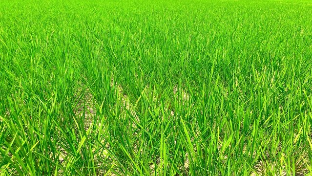 緑の稲穂 風景 田んぼ 成長中 16:9サイズ