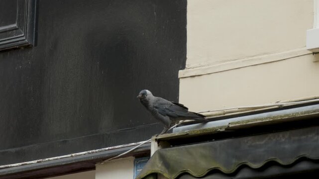 Jackdaw looking around busy city street in Haarlem, Amsterdam before flying off