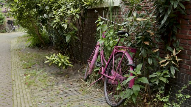 Pink bicycle propped up against stone brick wall with overgrowing foliage growing up the wall, on a side-street in Haarlem, Amsterdam