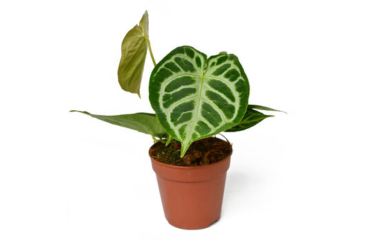 Exotic 'Silver Blush Anthurium Crystallinum' houseplant with beautiful lace pattern on leaves in flower pot on white background