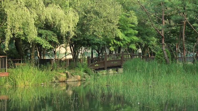 호수가있는 공원(자연+풍경+수양버들나무+소나무+교량+다리+햇빛+햇살)
