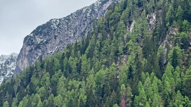 Austrian alpine forest rises below snow-covered rocky cliffs, showing rugged mountain wilderness near Flachau under a pale cloudy sky.