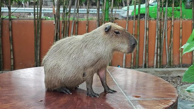 Cute capybara is walking around.