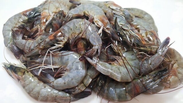 fresh shrimp seafood close up background.