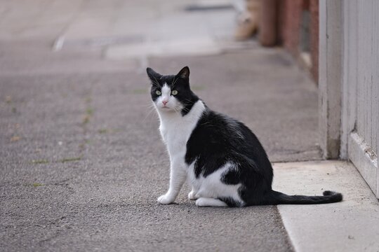 Cute Tuxedo cat is sitting on the sidewalk. Horizontal image with selective focus.	