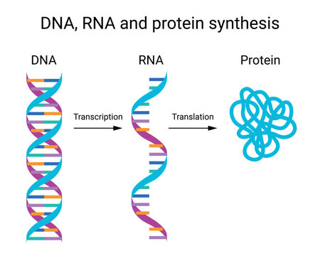 DNA, RNA and Protein Synthesis Educational Diagram. Process of DNA transcription into RNA and RNA translation into protein. Vector infographic for genetics, molecular biology, biotechnology, school
