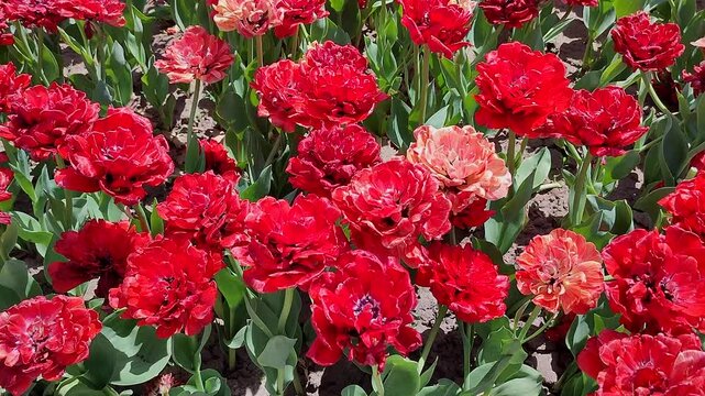 Tulips. Beautiful blooming tulips flower. Blooming tulips flower with red petal in inflorescence on sunny spring morning. Blooming of blossoming red tulips flower growing in ground. Natural background