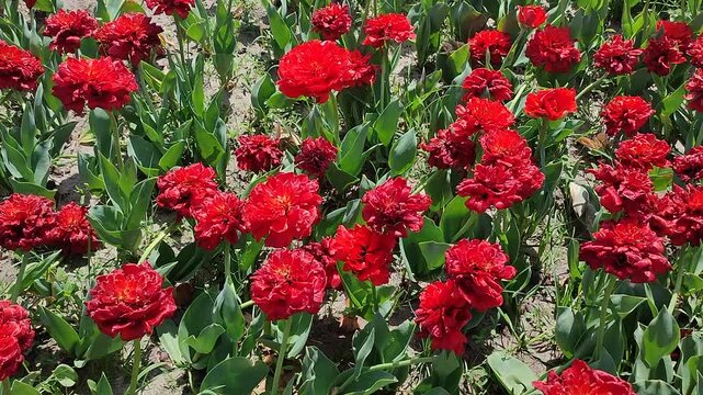 Tulips. Beautiful blooming tulips flower. Blooming tulips flower with red petal in inflorescence on sunny spring morning. Blooming of blossoming red tulips flower growing in ground. Natural background