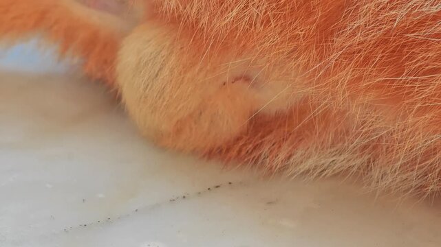 Orange cat's testicles lying on the ground.