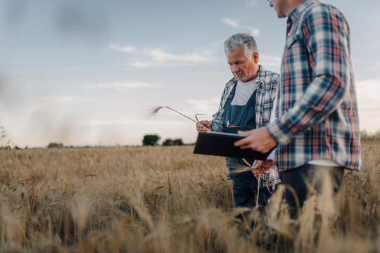 Farmers examining barley in field with tablet