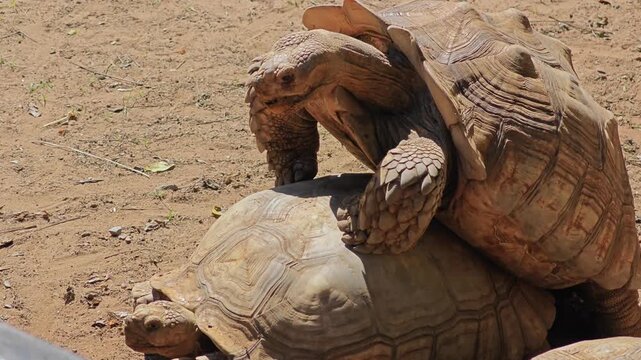 Tortoise mating. The male turtle climbs onto the back of the female.