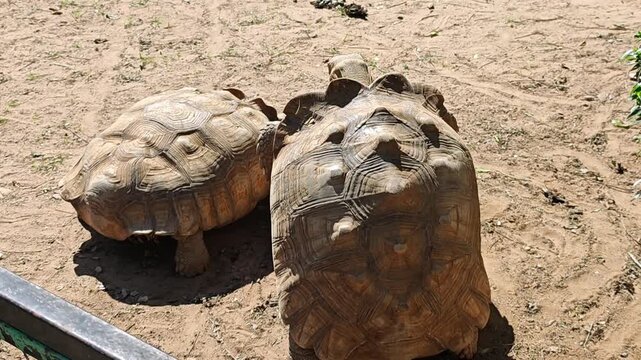 Tortoise mating. The male turtle climbs onto the back of the female.