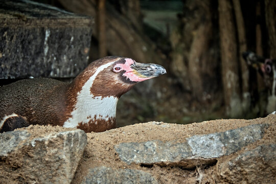 Humboldt-Pinguin ( Spheniscus humboldti ).