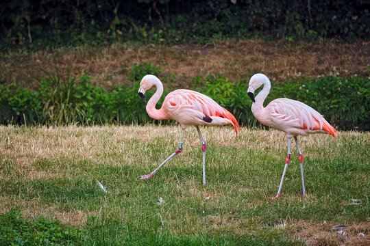Chilenischer Flamingo ( Phoenicopterus chilensis ).