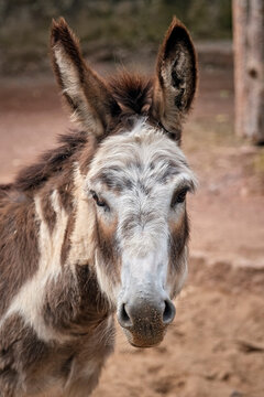 Zwergesel ( Equus asinus asinus ).