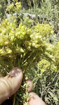 Careful Collection of Yellow Healing Flowers During the Peak Blooming Season