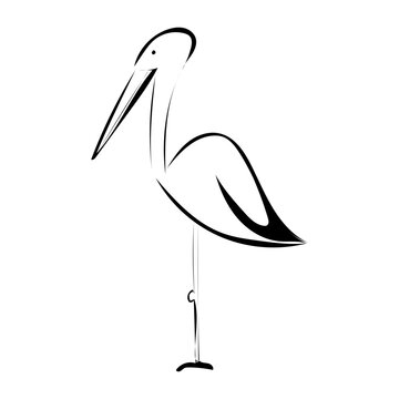 Storch