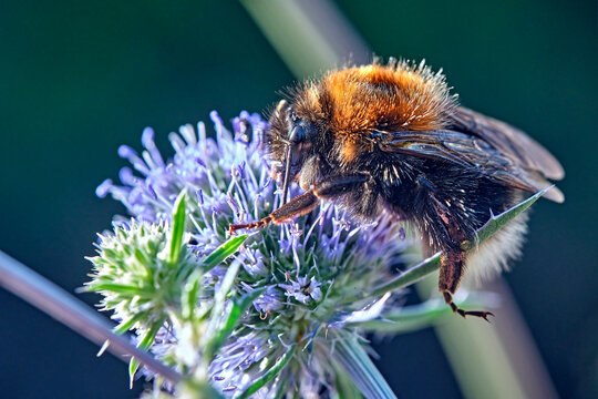 Ackerhummel ( Bombus pascuorum ).