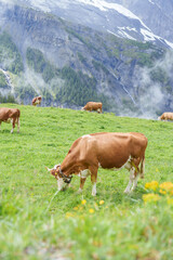 Naklejka premium Beautiful scenic view of Simmental or Fleckvieh Cows with cowbell grazing on colorful wildflower green meadow in summer. Spectacular snow capped European Alps mountains in background, alpine landscape