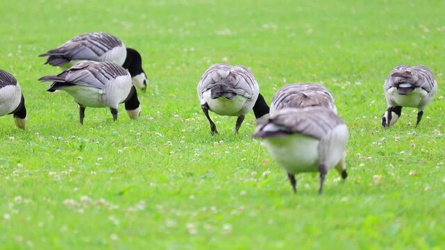 Barnacle goose walking and feeding on fresh green grass in a natural park. Ideal for wildlife, birds, nature, and birdwatching concepts.