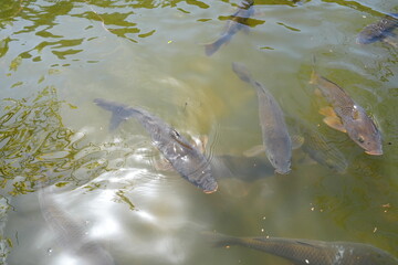 Naklejka premium Cheongsong Jusanji Pond freshwater fish swimming under green water surface 