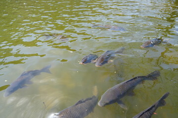 Fototapeta premium Cheongsong Jusanji Pond freshwater fish swimming under green water surface 