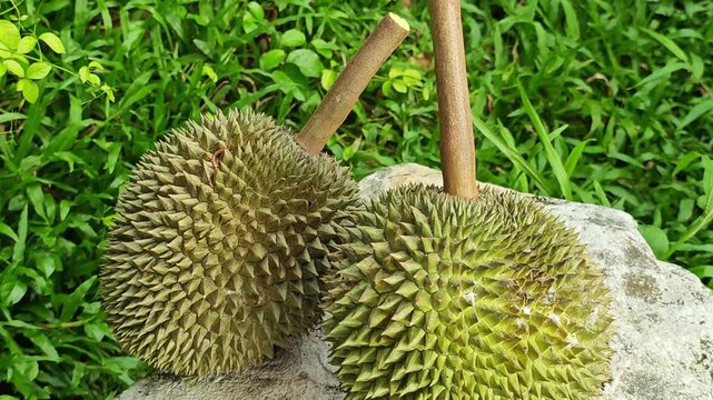 Kan Yao Durian, sweet and creamy.