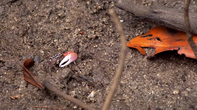 Male Fiddler Crab Feeding Near Burrow in Mangrove Mud