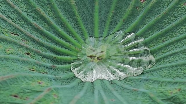 Water in lotus leaf in pond.