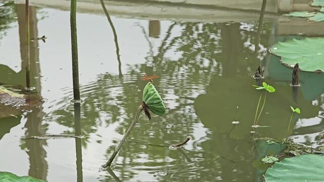 Fresh lotus seed pod in pond.