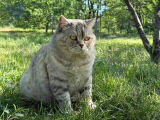 Pretty cat feline in the garden © OLENA LIALINA