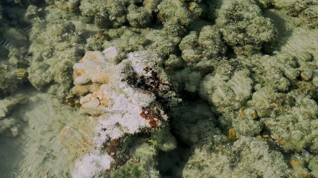 White Coral Colony in Shallow Tropical Tide Pool